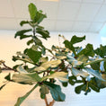 Indlæs billede i gallerivisning, Ficus lyrata (Violinfigen) på stamme i krukke – ca. 3,3 meter høj

