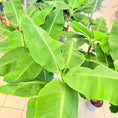 Indlæs billede i gallerivisning, Bananplante / Bananpalme (Musa) i plastpotte – 70 cm høj
