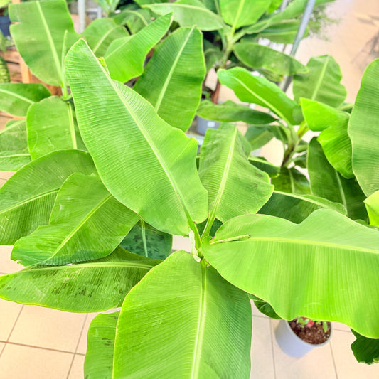 Bananplante / Bananpalme (Musa) i plastpotte – 70 cm høj