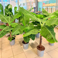 Indlæs billede i gallerivisning, Bananplante / Bananpalme (Musa) i plastpotte – 70 cm høj
