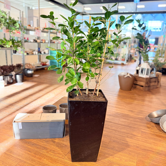 Ficus Moclame i sort høj krukke – Medium Second Hand Plante 130 cm