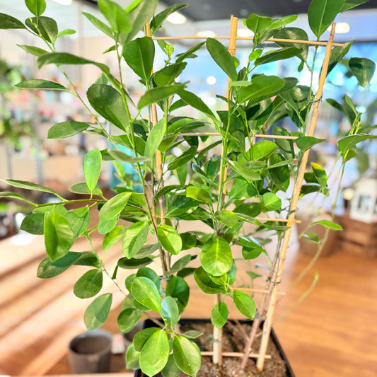 Ficus Moclame i sort høj krukke – Medium Second Hand Plante 130 cm