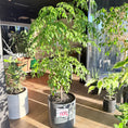 Indlæs billede i gallerivisning, Radermachera sinica (Kinesisk Paraplytræ) i grå krukke – Medium Second Hand Plante 150 cm
