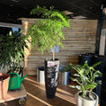 Indlæs billede i gallerivisning, Radermachera sinica (Kinesisk Paraplytræ) i sort høj krukke – Stor Second Hand Plante 180 cm

