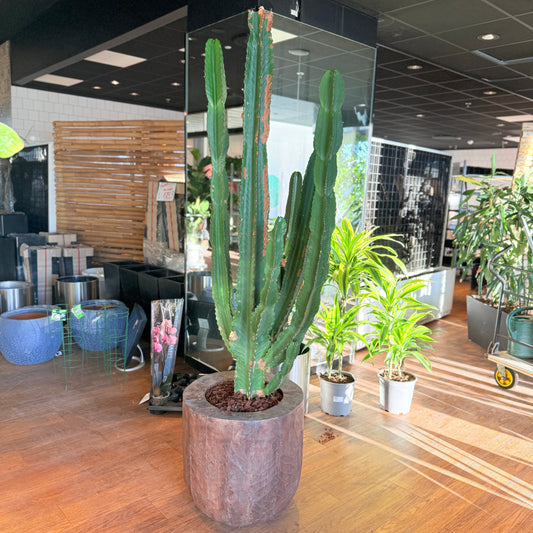 Euphorbia ingens (Cowboykaktus) i brun rustik krukke – Stor Second Hand Plante 200-220 cm