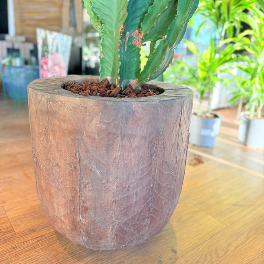 Euphorbia ingens (Cowboykaktus) i brun rustik krukke – Stor Second Hand Plante 200-220 cm