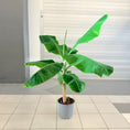 Indlæs billede i gallerivisning, Bananplante / Bananpalme (Musa) i plastpotte – 70 cm høj
