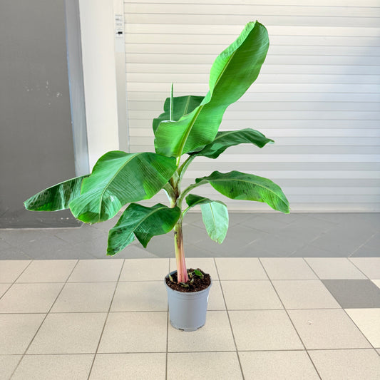 Bananplante / Bananpalme (Musa) i plastpotte – 70 cm høj