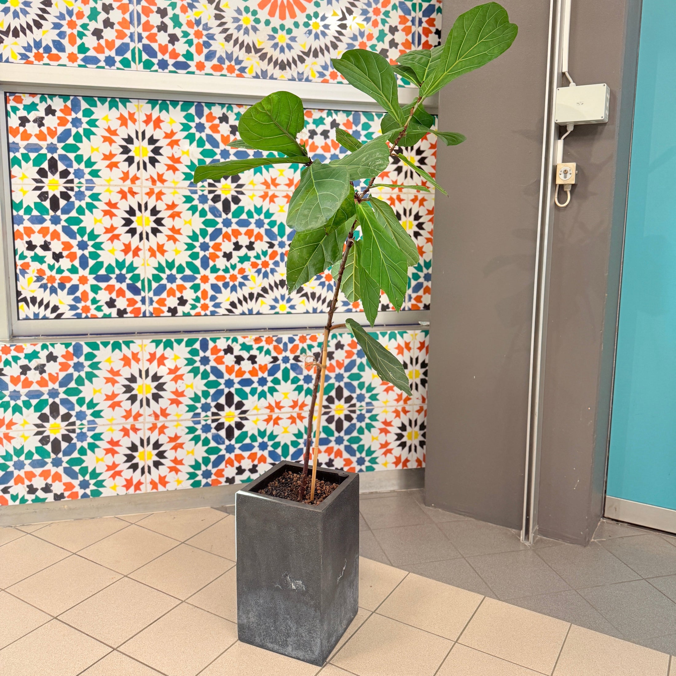 Ficus Lyrata (Violinfigen) i sort høj krukke – Slank Second Hand Plante 165 cm