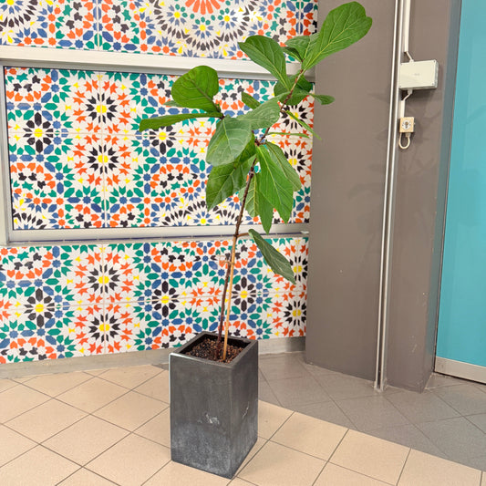 Ficus Lyrata (Violinfigen) i sort høj krukke – Slank Second Hand Plante 165 cm