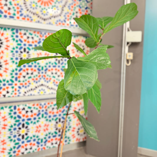 Ficus Lyrata (Violinfigen) i sort høj krukke – Slank Second Hand Plante 165 cm