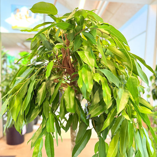 Ficus Amstel King i hvid cementkrukke – Stor Second Hand Plante 170 cm