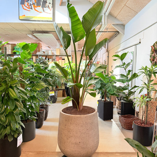Strelitzia Nicolai (Hvid Paradisfugl) i lys cementkrukke – Stor Second Hand Plante 220 cm