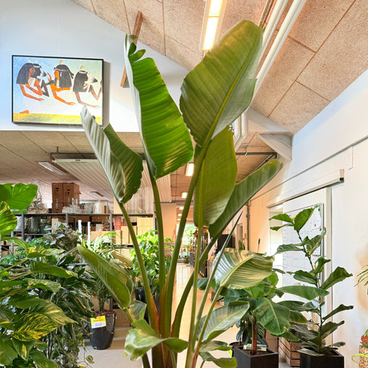 Strelitzia Nicolai (Hvid Paradisfugl) i lys cementkrukke – Stor Second Hand Plante 220 cm