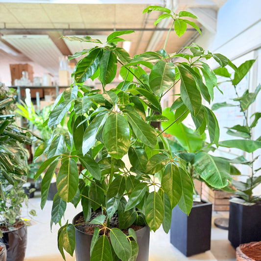 Schefflera (Paraplytræ) i sort krukke – 170 cm høj Second Hand plante