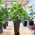 Indlæs billede i gallerivisning, Schefflera (Paraplytræ) i sort krukke – 170 cm høj Second Hand plante
