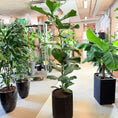 Indlæs billede i gallerivisning, Ficus Lyrata (Violinfigen) i sort krukke – 180 cm høj Second Hand plante
