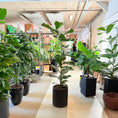 Indlæs billede i gallerivisning, Ficus Lyrata (Violinfigen) i sort krukke – 180 cm høj Second Hand plante
