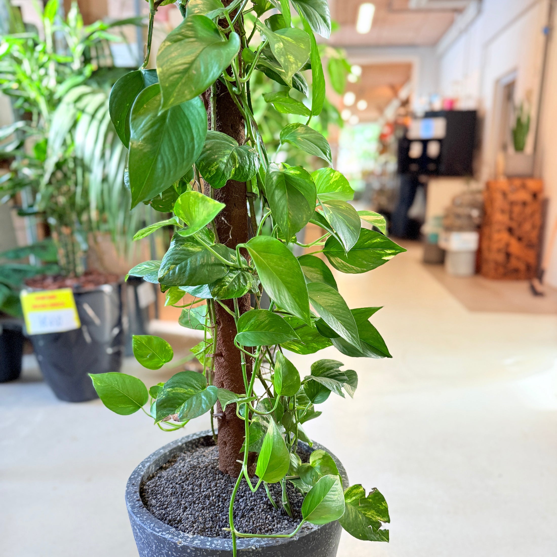 Epipremnum aureum (Guldranker) i sort terrazzo-krukke – 150 cm høj Second Hand plante