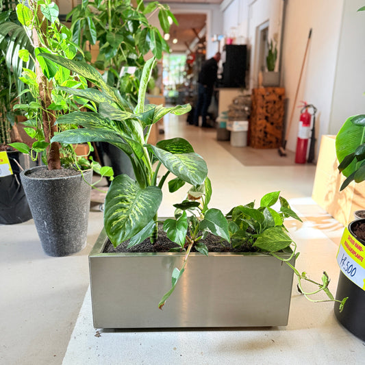 Dieffenbachia & Epipremnum i rektangulær stål kumme på hjul – 100 cm høj Second Hand plante
