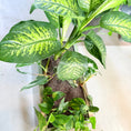 Indlæs billede i gallerivisning, Dieffenbachia & Epipremnum i rektangulær stål kumme på hjul – 100 cm høj Second Hand plante
