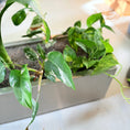 Indlæs billede i gallerivisning, Dieffenbachia & Epipremnum i rektangulær stål kumme på hjul – 100 cm høj Second Hand plante
