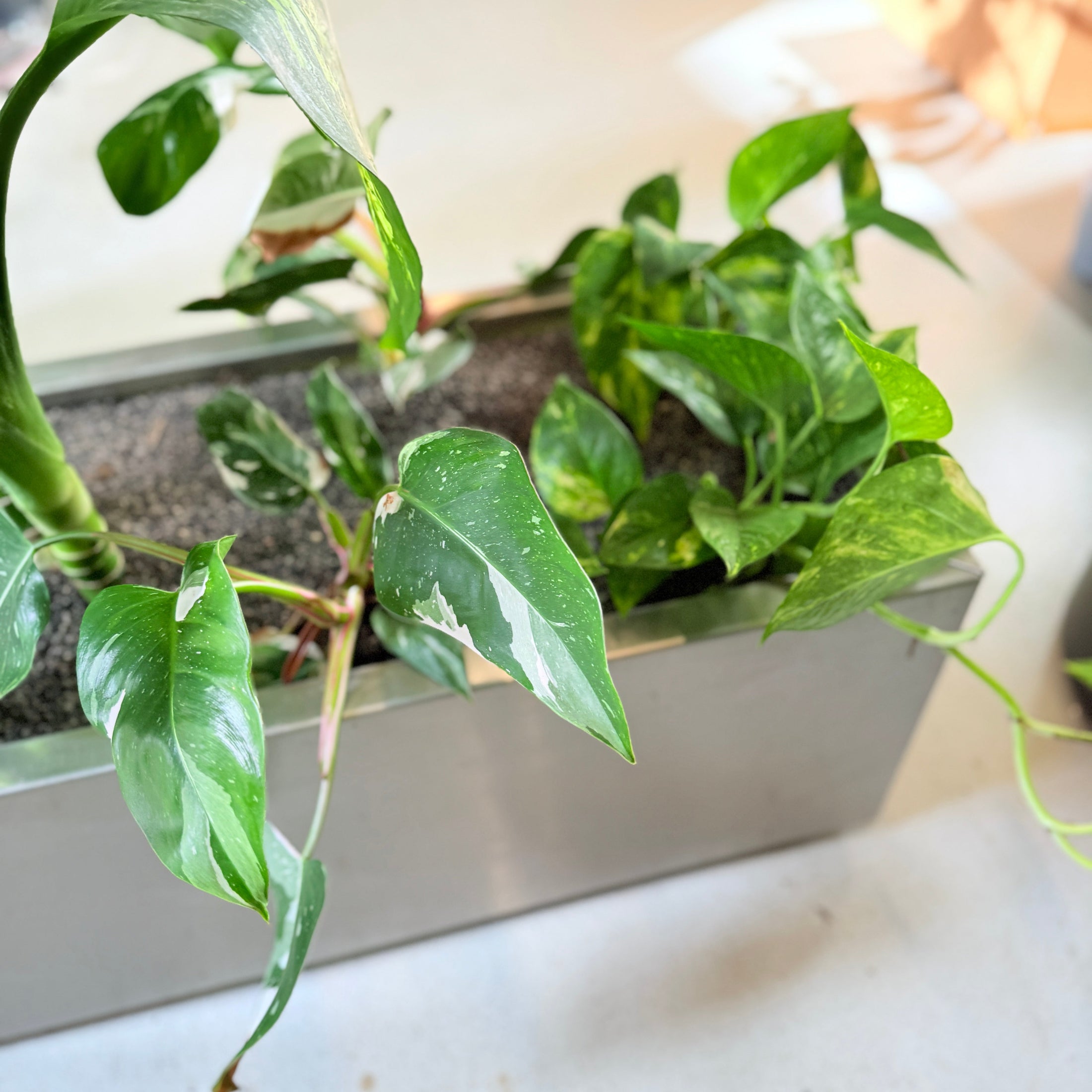 Dieffenbachia & Epipremnum i rektangulær stål kumme på hjul – 100 cm høj Second Hand plante