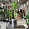 Indlæs billede i gallerivisning, Yucca palme i grå terrazzo krukke – 190 cm høj
