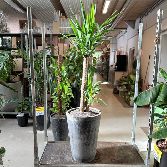 Yucca palme i grå terrazzo krukke – 190 cm høj