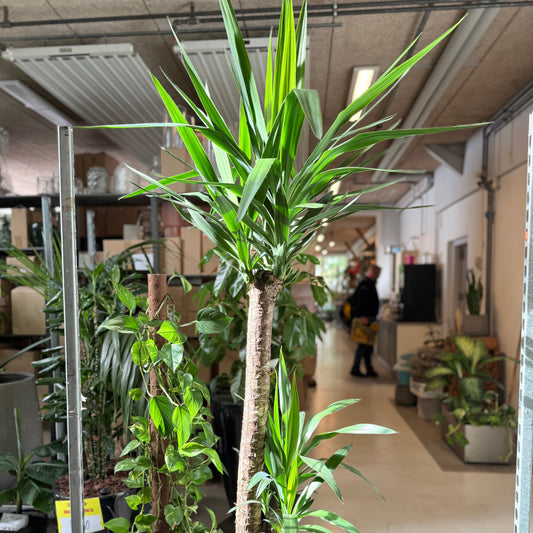 Yucca palme i grå terrazzo krukke – 190 cm høj