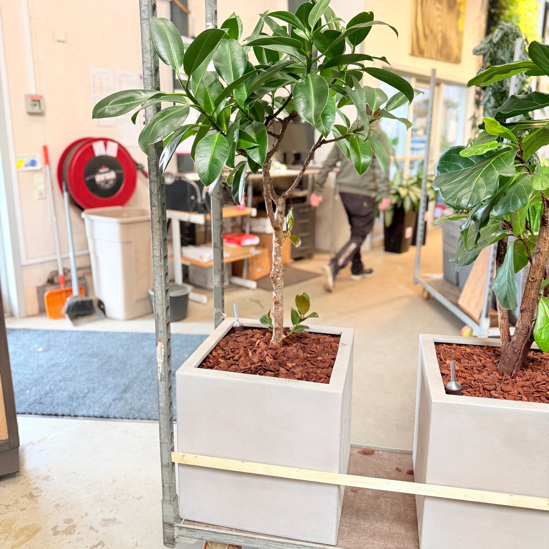 Second Hand Gummifigen – Elegant Stueplante med Blanke Blade
