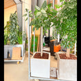 Indlæs billede i gallerivisning, Second Hand Rundbladet Ficus – Eksklusiv XL-Plante med Lys Stamme

