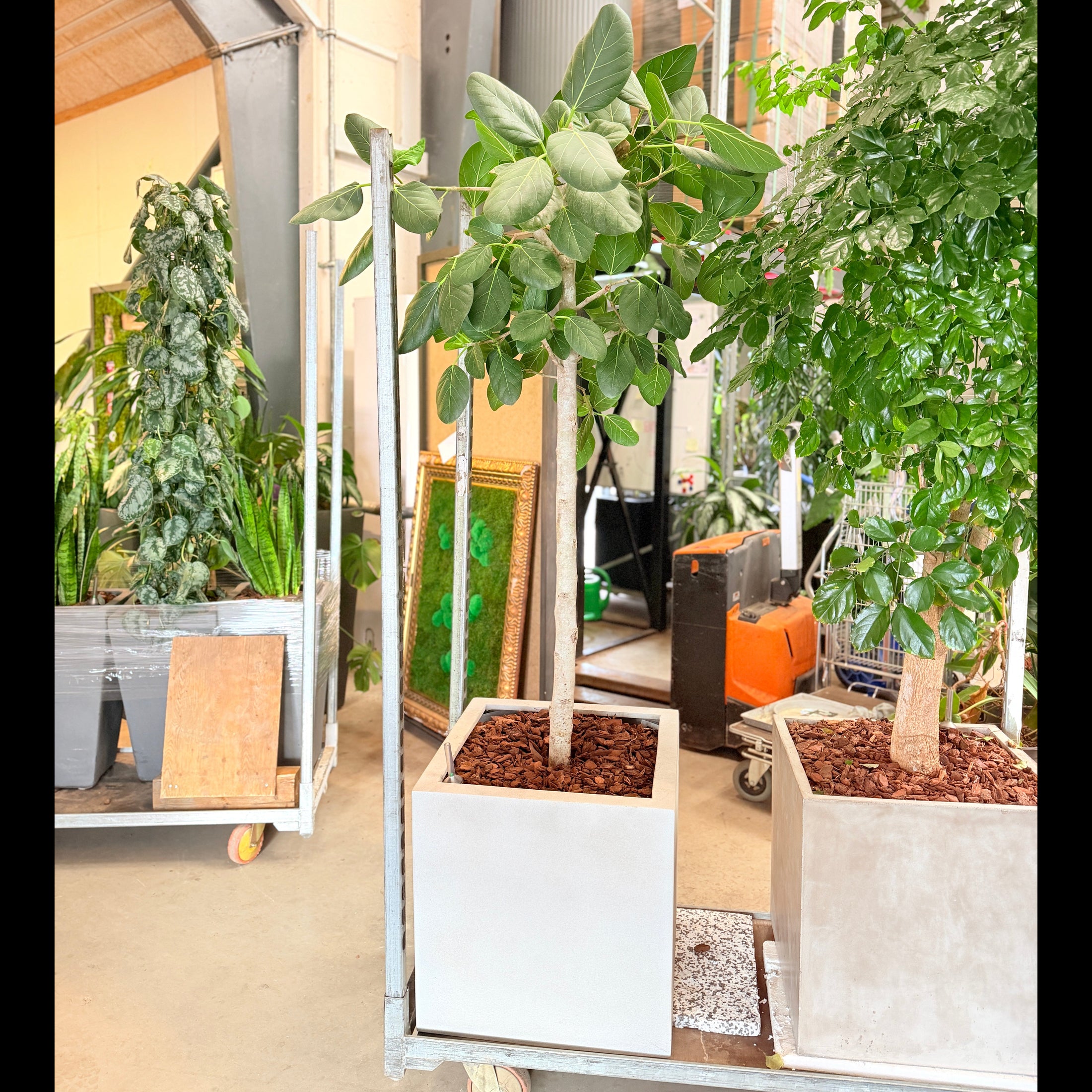 Second Hand Rundbladet Ficus – Eksklusiv XL-Plante med Lys Stamme