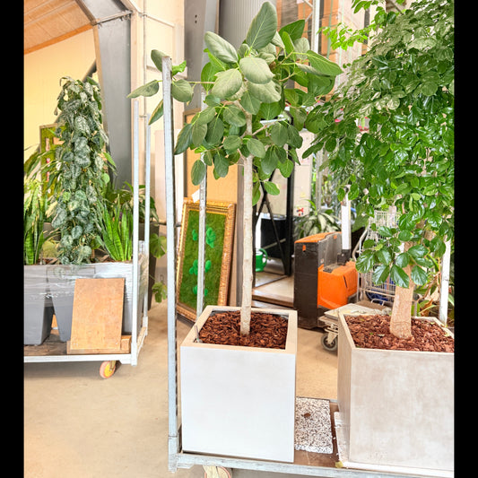 Second Hand Rundbladet Ficus – Eksklusiv XL-Plante med Lys Stamme