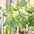 Indlæs billede i gallerivisning, Second Hand Rundbladet Ficus – Eksklusiv XL-Plante med Lys Stamme
