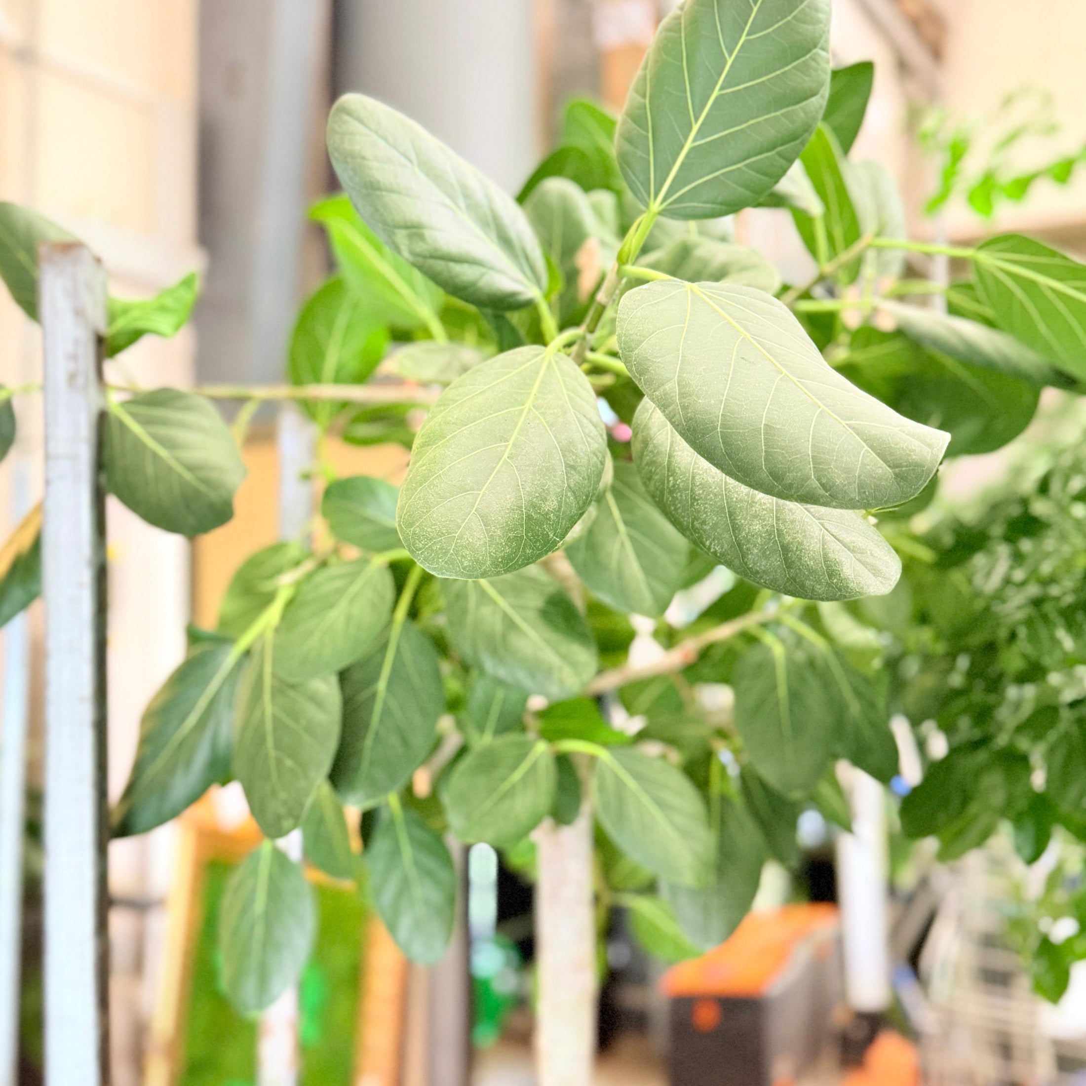 Second Hand Rundbladet Ficus – Eksklusiv XL-Plante med Lys Stamme