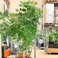 Indlæs billede i gallerivisning, Second Hand Stueask – Markant XL-Plante med Elegant Look
