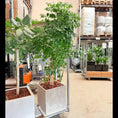 Indlæs billede i gallerivisning, Second Hand Stueask – Markant XL-Plante med Elegant Look
