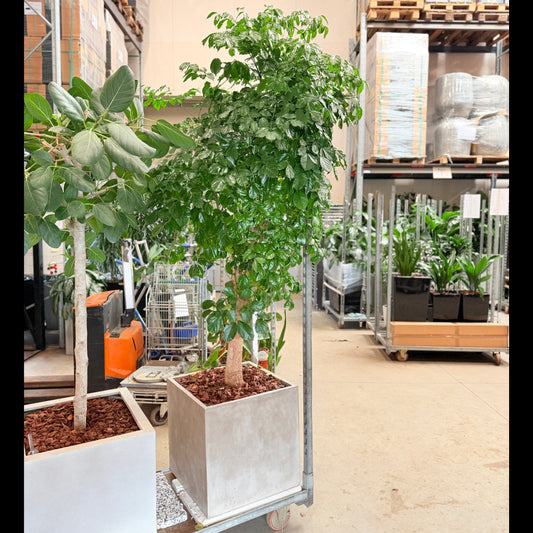 Second Hand Stueask – Markant XL-Plante med Elegant Look