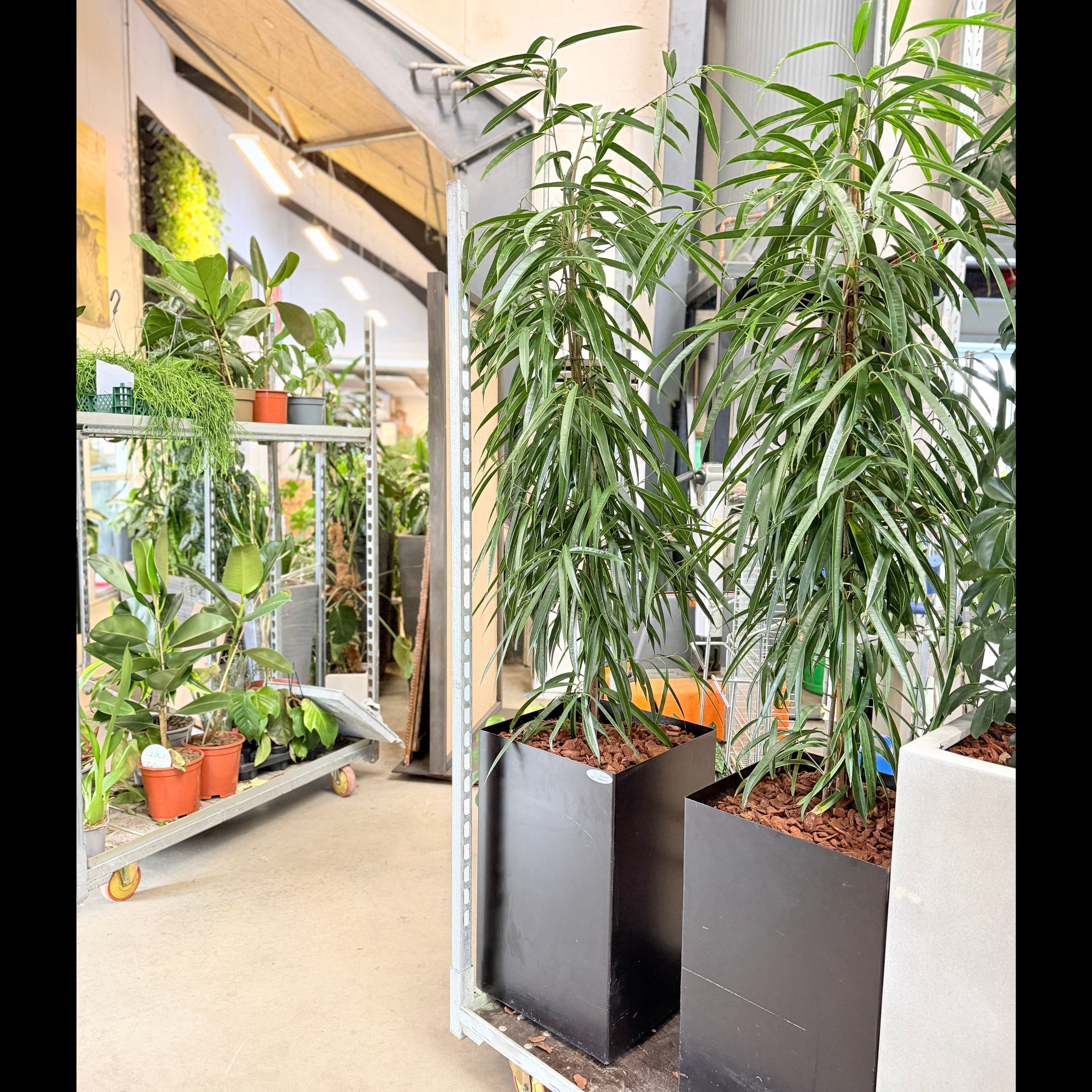 Second Hand Pilebladet Ficus – Stilren Plante med Smalle Blade