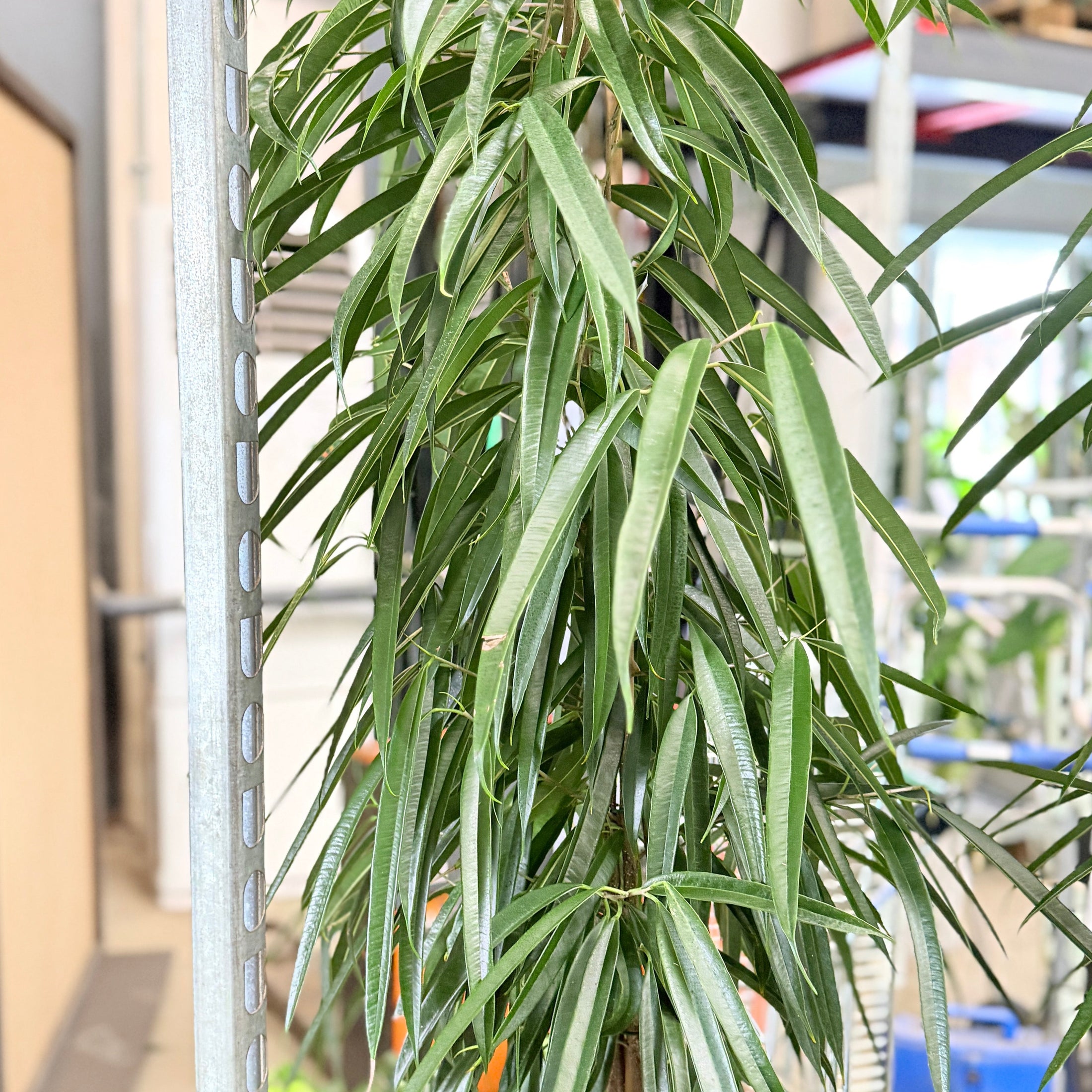 Second Hand Pilebladet Ficus – Stilren Plante med Smalle Blade