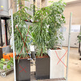Indlæs billede i gallerivisning, Second Hand Pilebladet Ficus – Slank Plante med Minimalistisk Look

