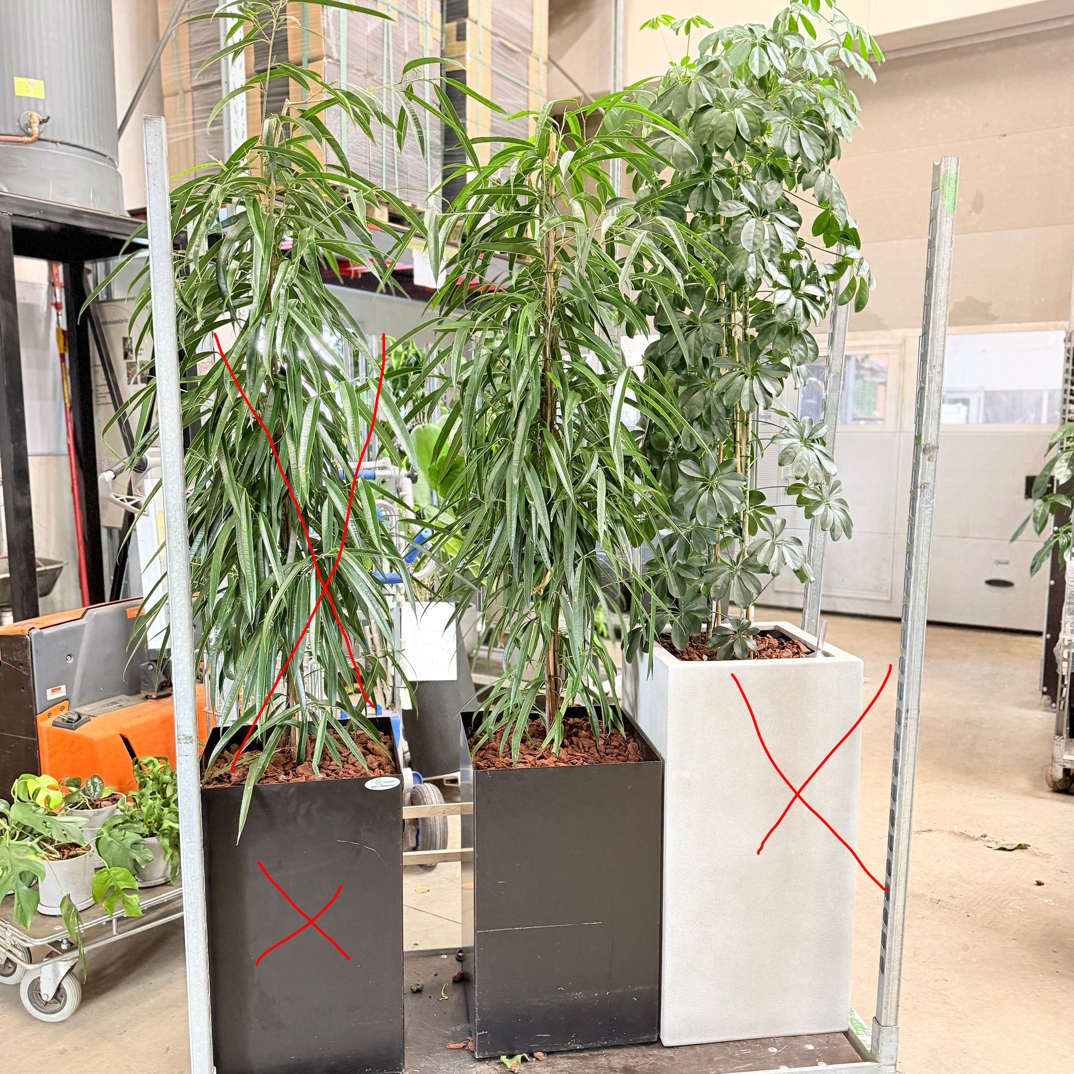Second Hand Pilebladet Ficus – Slank Plante med Minimalistisk Look