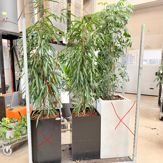 Second Hand Pilebladet Ficus – Slank Plante med Minimalistisk Look