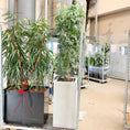 Indlæs billede i gallerivisning, Second Hand Paraplyplante – Markant XL-Plante med Fyldig Krone
