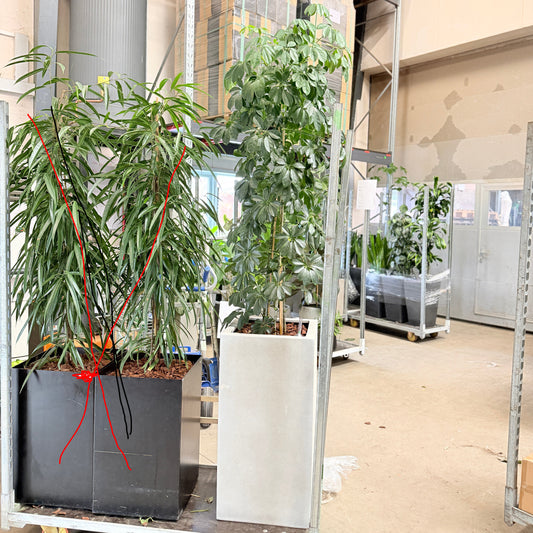 Second Hand Paraplyplante – Markant XL-Plante med Fyldig Krone