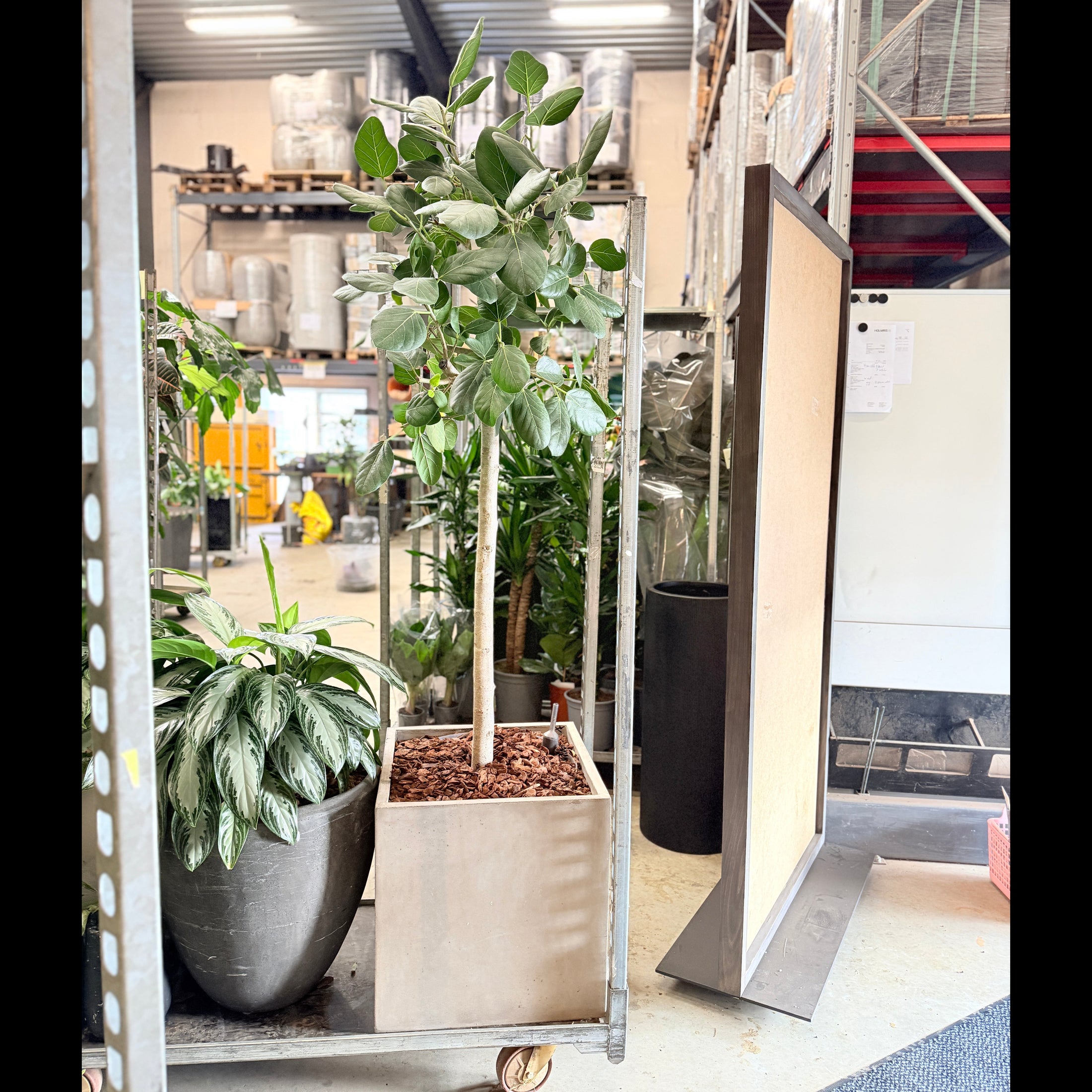 Second Hand Banyanfigen – Eksklusiv XL-Plante med Lys Stamme