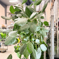 Indlæs billede i gallerivisning, Second Hand Banyanfigen – Eksklusiv XL-Plante med Lys Stamme
