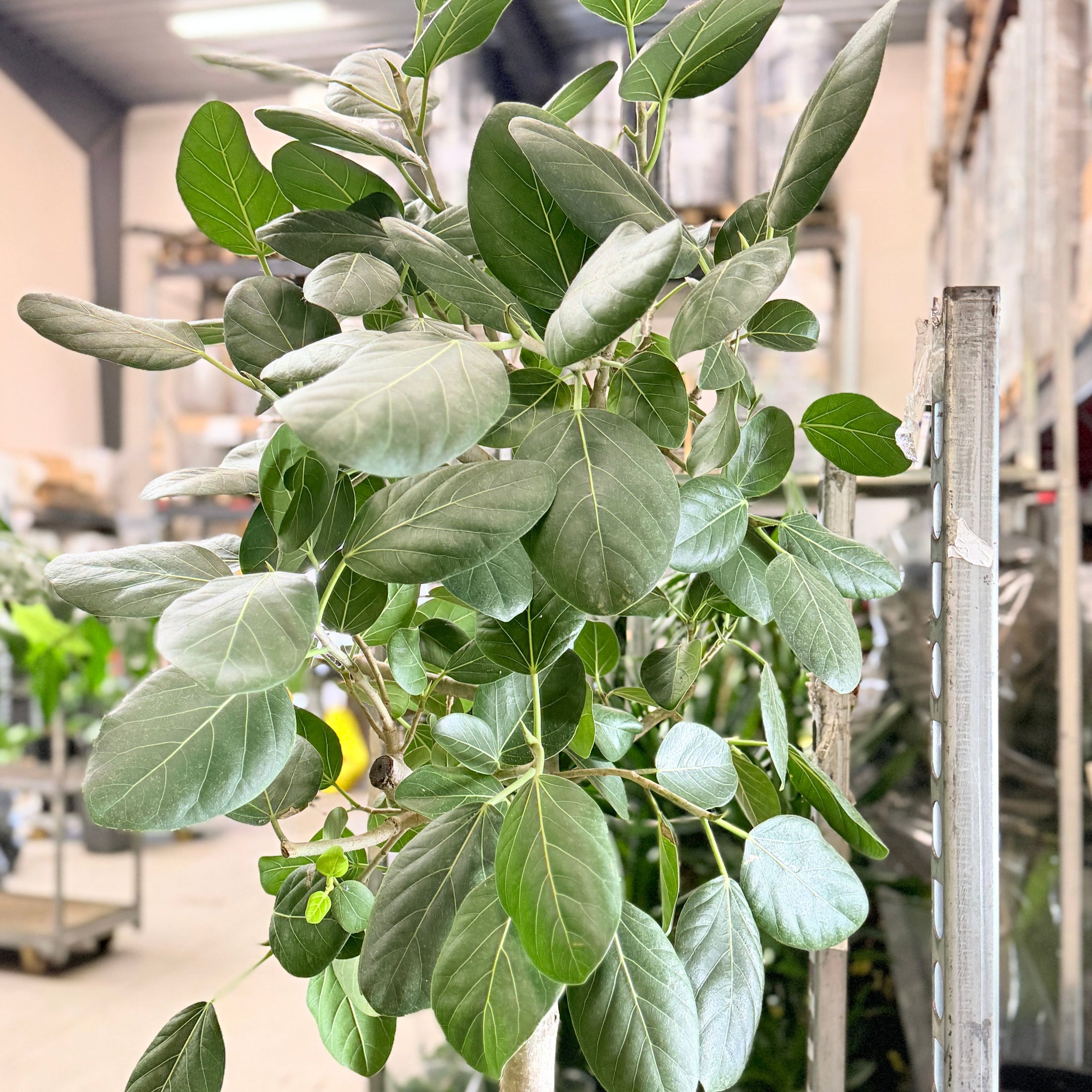 Second Hand Banyanfigen – Eksklusiv XL-Plante med Lys Stamme