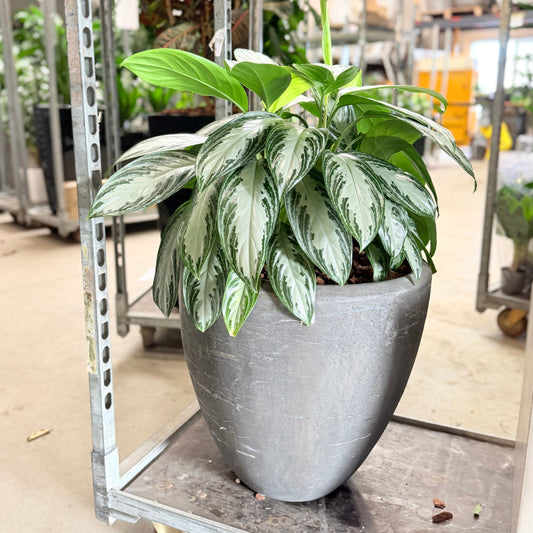 Second Hand Aglaonema 'Silver Bay' – Dekorativ Plante med Sølvgrønne Blade